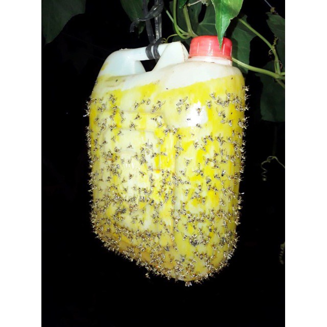 [SIEURE] Keo xịt bẫy ruồi vàng đục quả 450ml hàng đẹp, phân phối chuyên nghiệp.