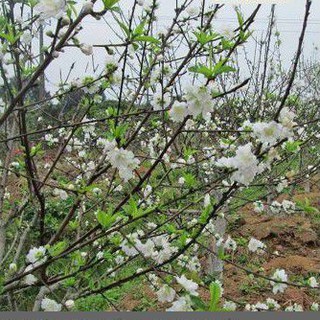 Cây giống hoa đào trắng (bạch đào cánh kép)