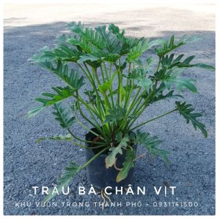 TRẦU BÀ CHÂN VỊT