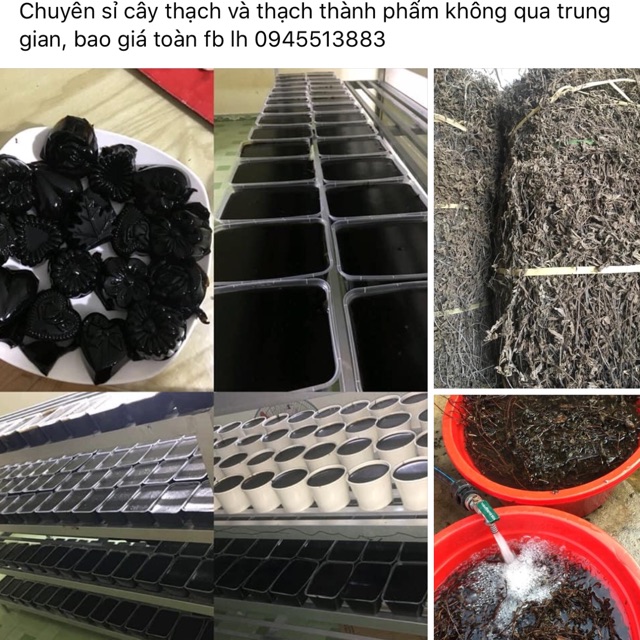 Chuyên sỉ cây thạch và thạch đen Cao Bằng loai 1kg