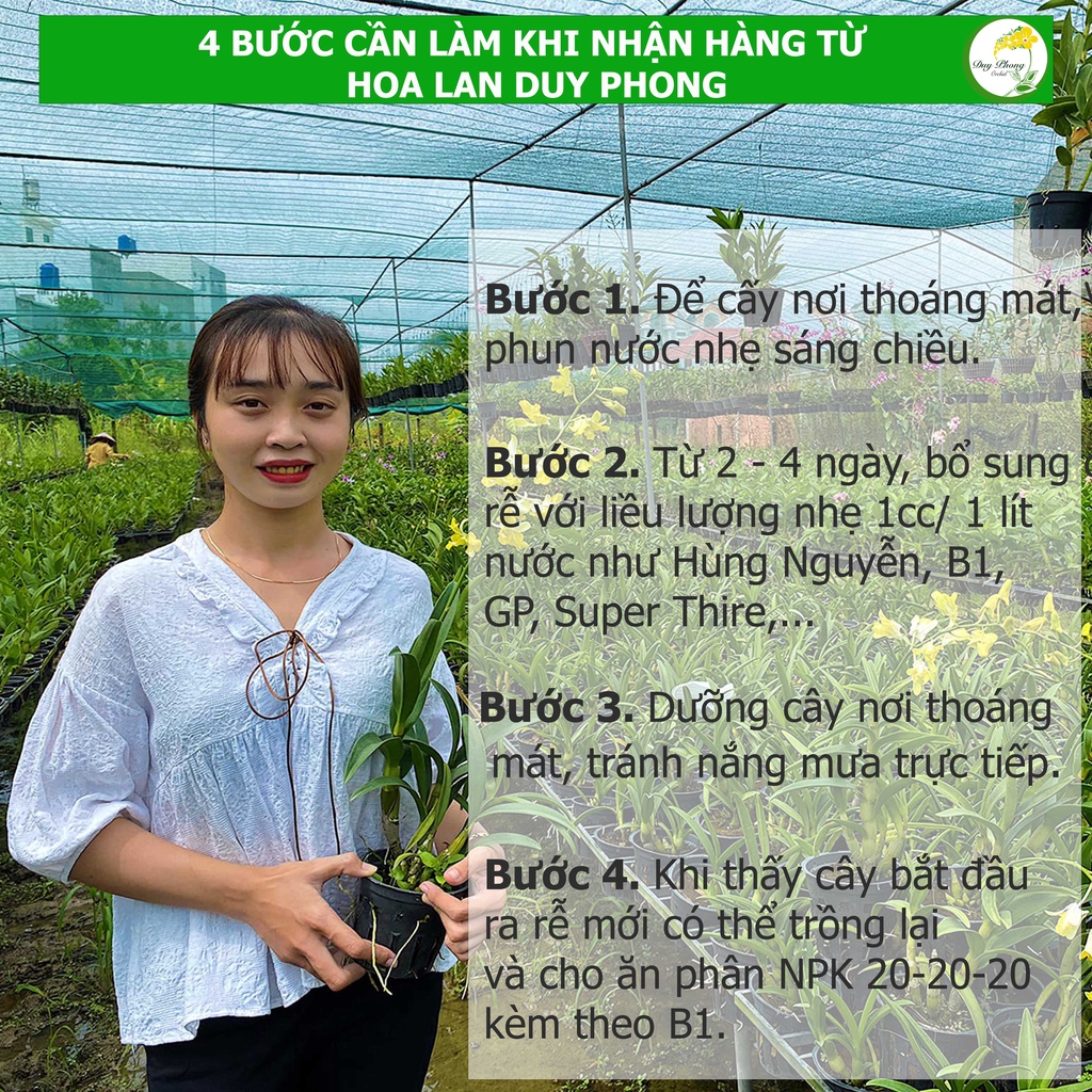 DENDRO NẮNG - TRE TÍM - Bán nguyên chậu,  hương thơm rất đặc sắc, nó có đặc điểm nhận dạng thú vị mặt hoa tinh tế thơm d