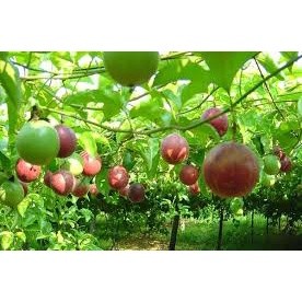 Hạt giống Chanh dây HN-34 gói 5gr