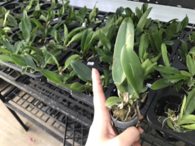 Cattleya Giống Đủ Màu Dễ Trồng Siêng Hoa Quanh Năm
