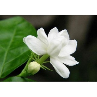 Hạt giống hoa nhài _ hoa lài ( 20 hạt) ĐẾN MÙA TRỒNG TẾT luckyseed hạt siêu rẻ