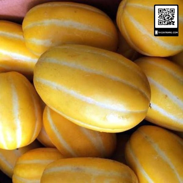 Hạt giống dưa lê Hàn Quốc Tossa, gói 5 hạt