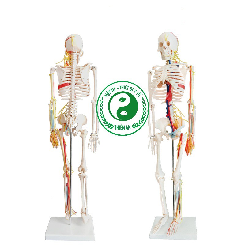 Mô hình xương người cao 85cm- Mô tả đầy đủ đường đi của mạch máu và thần kinh