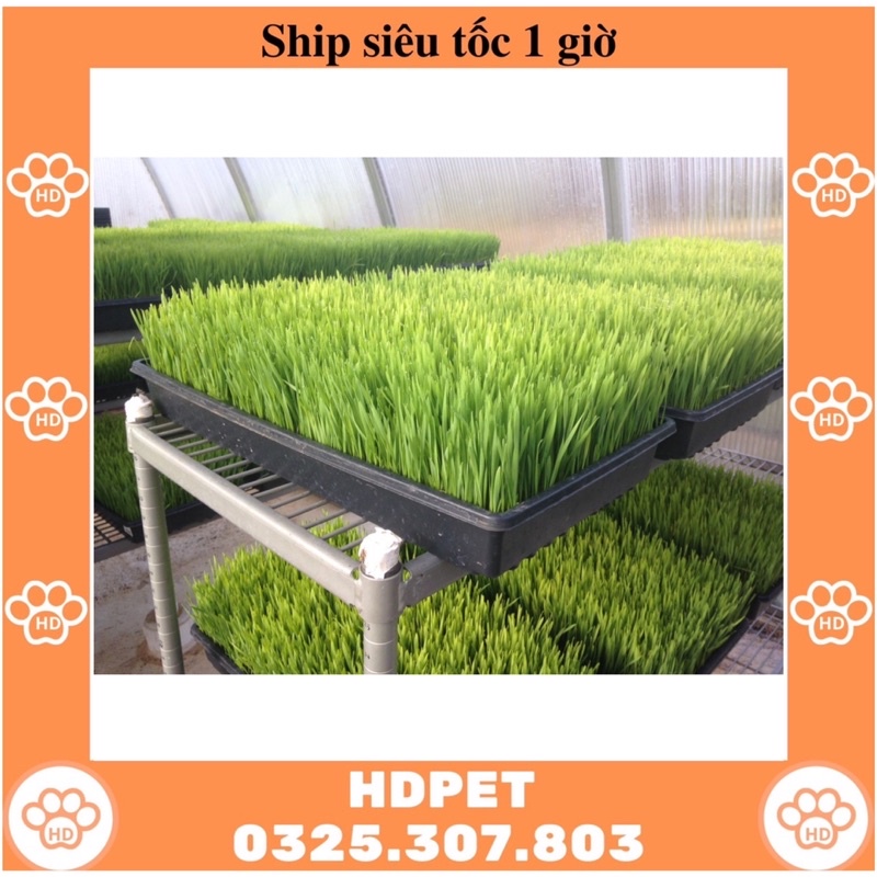 1KG Hạt Giống Cỏ Lúa Mì Đỏ Cỏ Mèo