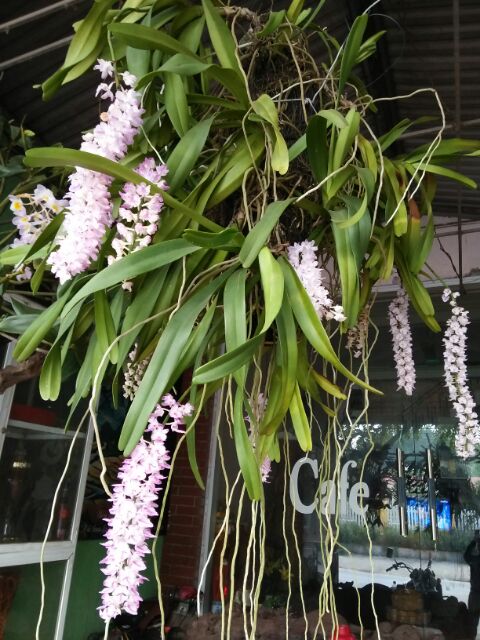 Hoa phong lan giáng hương cáo cao bằng
