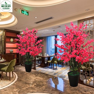 Cây Hoa Anh Đào Cao 1m3