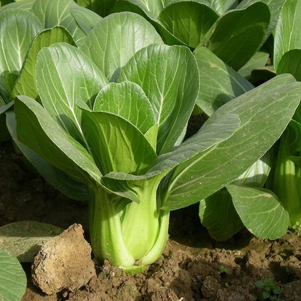 Hạt giống rau Cải thìa (10gram/bịch)