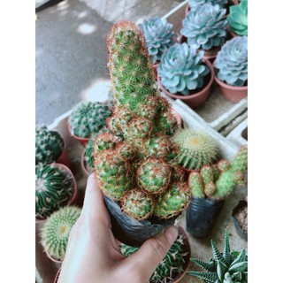 Xương Rồng Thạch Trụ