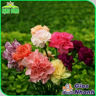 Hạt giống hoa cẩm chướng kép nhiều màu, thích hợp trồng chậu - ảnh sản phẩm 2