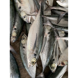 Cá Sòng bự làm sạch (2c/kg) - 0.7kg