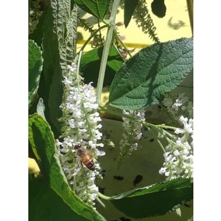 Hạt Giống Cây hoa trầm hương (Aloysia virgata) thơm lạ kỳ - tặng kèm thuốc kích mầm ra rễ siêu tốc