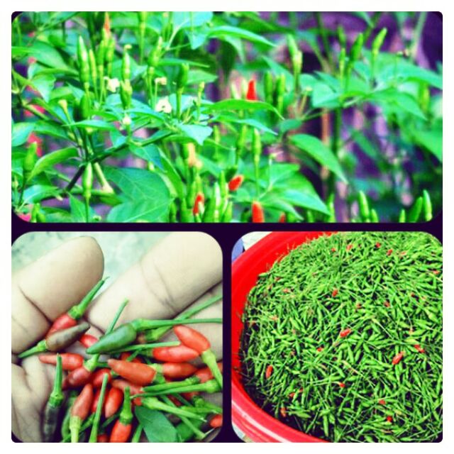 cây ớt lúa lớn đang ra quả.hình 2