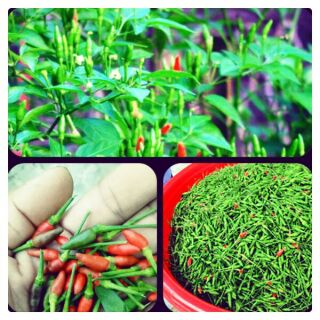 cây ớt lúa lớn đang ra quả.hình 2