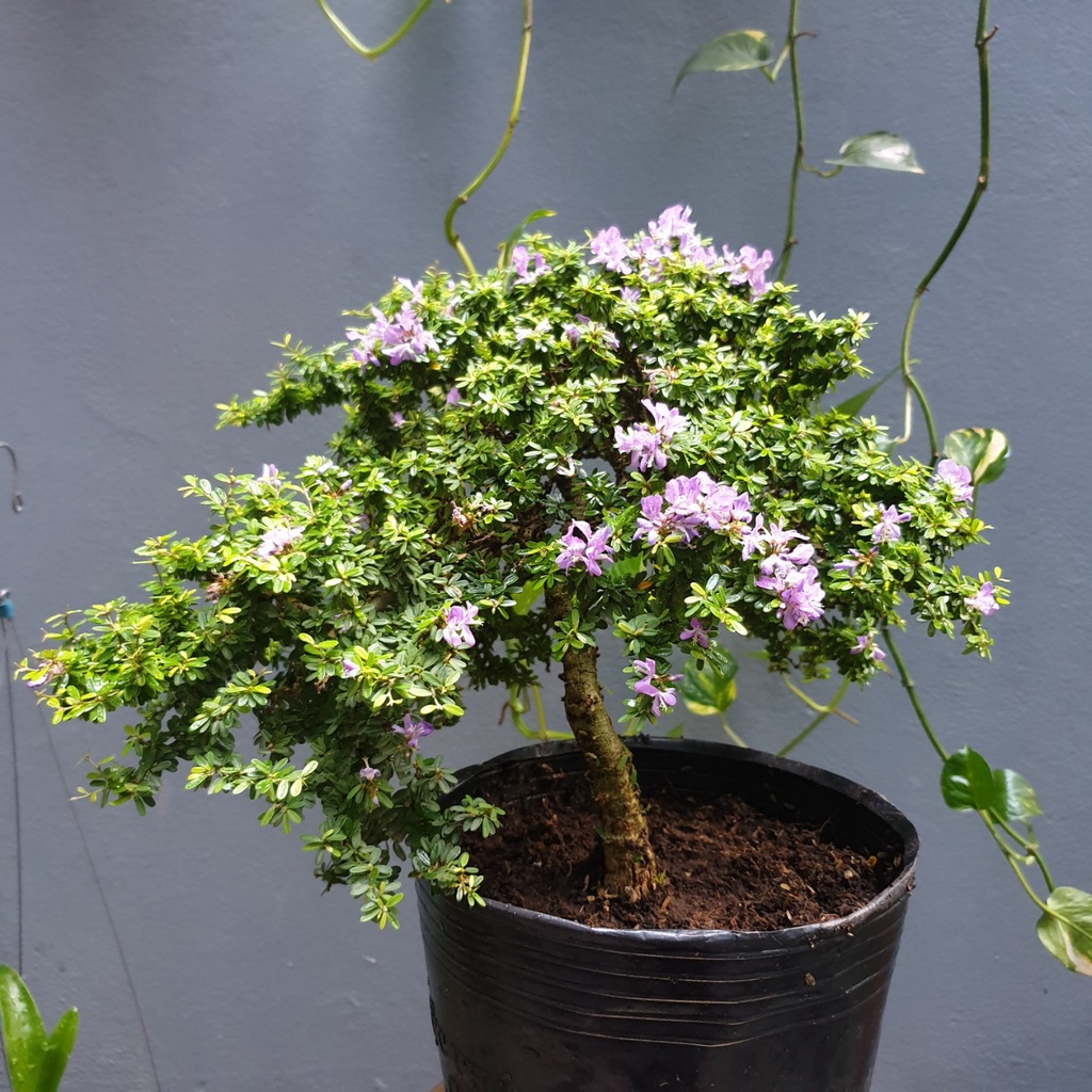 Linh sam hạt gạo size trung (size 2)