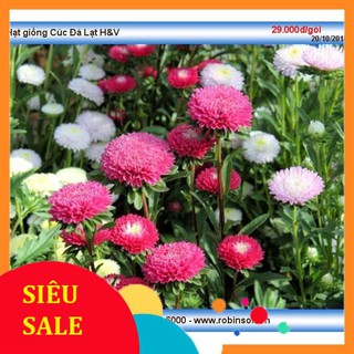 100 Hạt giống Cúc Đà Lạt Mix (Tặng Gói Kích Nẩy Mầm Và Hướng Dẫn) VIETPHAT