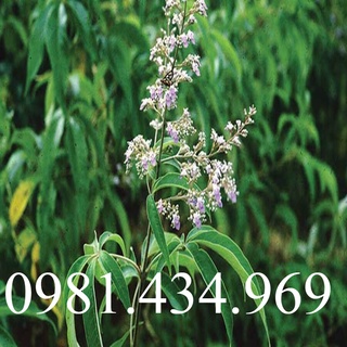 01Kg Lá Ngũ Trảo Chân Chim Tươi Loại 1