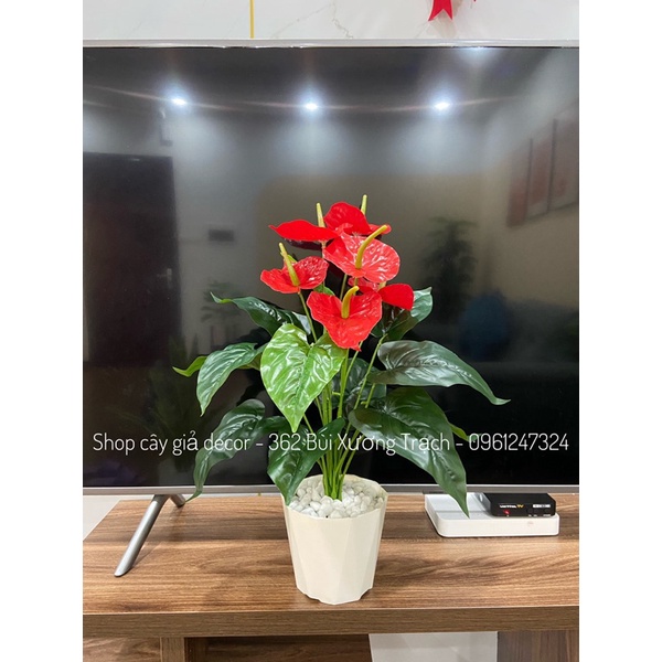 Cây hồng môn 🌺 cao 40cm - Chậu cây để bàn trang trí nhà cửa, văn phòng
