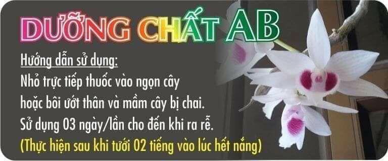 Dưỡng chất AB giúp mầm (keiki) lan hồi phục khi bị sốc thuốc không ra rễ, không nhú đọt, thân già chai lì không nhú mầm