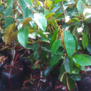 Cây giống vú sữa Lò Rèn