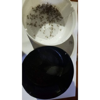 Đèn bắt muỗi thông minh