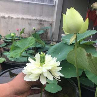 100 hạt sen Cung đình