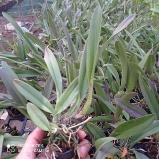 lan cattleya 2 lá tử hạc