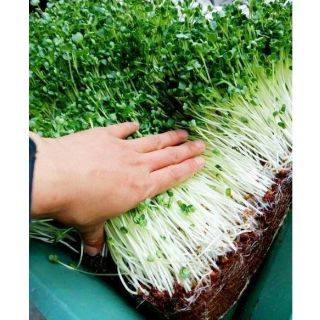 Bán Xơ dừa nghiền túi nhỏ chất lượng.