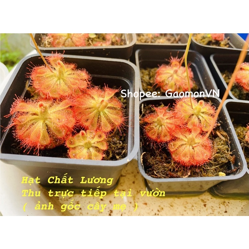 Hạt Cây Bắt Mồi Gọng Vó Bèo Đất Burmanii