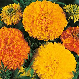 Hạt giống Hoa cúc Vạn Thọ Châu Phi Crackerjack Mix Marigold