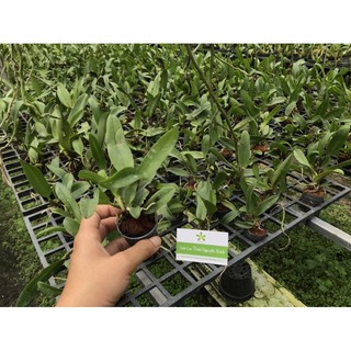 Cattleya hoa trắng white Diamond