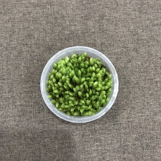 Hộp rêu Cushion kích thước 6,8 x 3cm