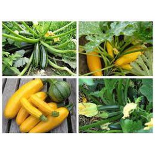 Hạt giống Bí ngòi xanh, Bí ngồi vàng chịu nhiệt dễ trồng