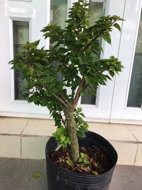 Cây giấy Mỹ siêu hoa