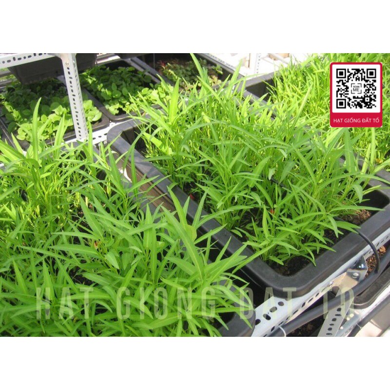 Túi 50g Hạt Giống Rau Muống Lá Tre Hà Nội - Dễ Trồng, Ăn Ngon, Giòn