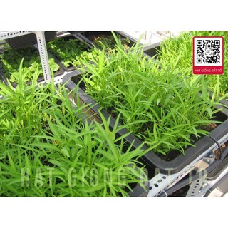 Túi 50g Hạt Giống Rau Muống Lá Tre Hà Nội - Dễ Trồng, Ăn Ngon, Giòn