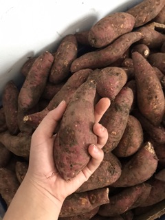 Combo khoai mật 10 kg