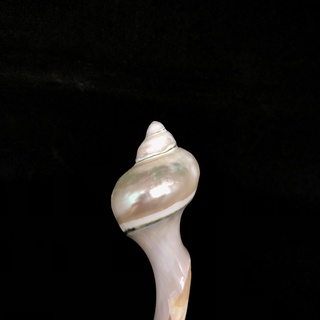 Vá múc cơm ốc xà cừ sang trọng