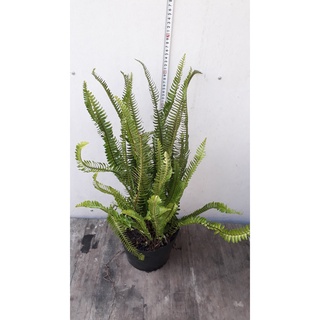 Cây dương xỉ lá me