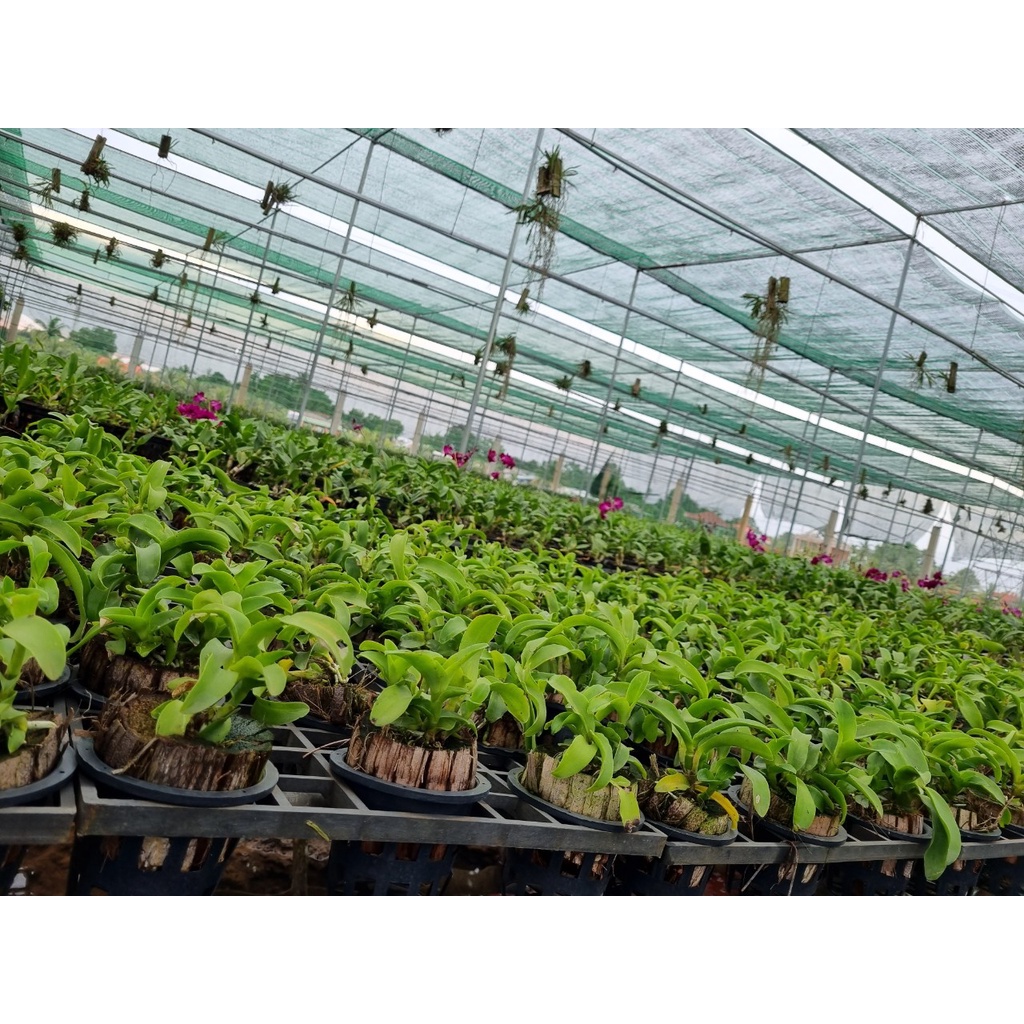 Hoa lan catt lai epi cây trưởng thành