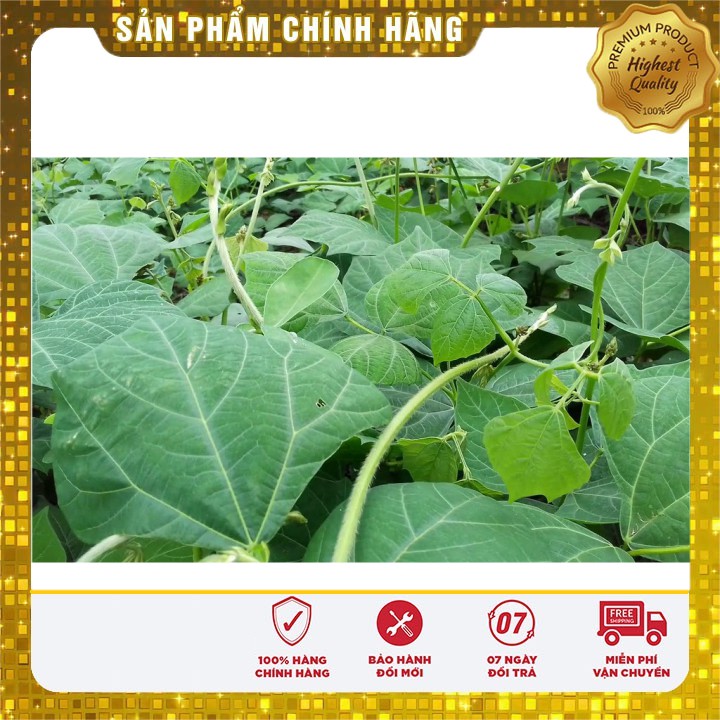 Hạt giống củ đậu cao sản (20 gr)