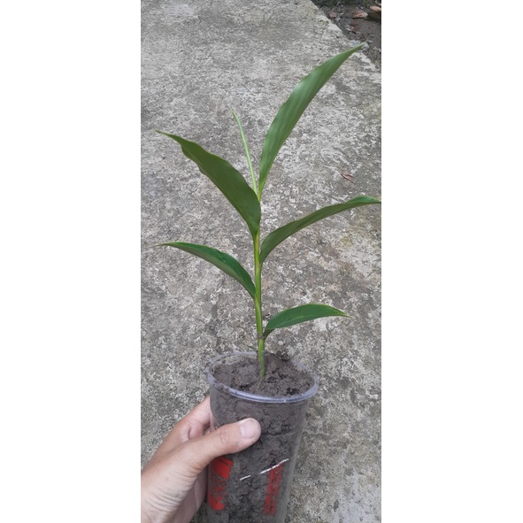 Cây hoa Hạnh Phúc giống (Riềng tía)( giao cây ảnh cuối)