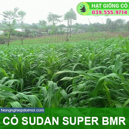 Hạt giống cỏ Sudan Super BMR - Cỏ Họ Ngô (gói 100g) - Hạt Giống Cỏ Chăn Nuôi