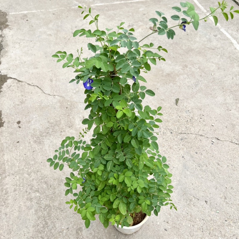 Chậu cây hoa đậu biếc cao 45-55cm, cây hoa leo giàn, ban công tạo bóng mát, trồng trang trí sân vườn