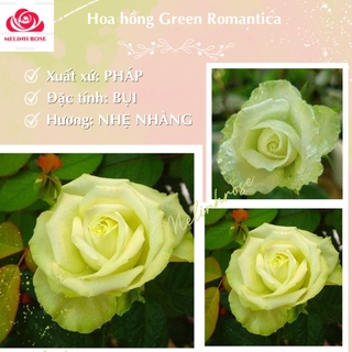 Hoa hồng Pháp Green Romantica [Hương thơm quyến rũ lòng người]Cây hoa hồng Pháp Green Romantica