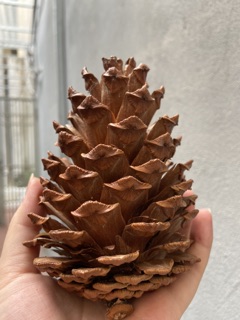 Quả thông khô trang trí