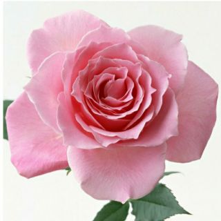 Hoa Hồng Đà Lạt nhiều màu(bầu ươm cây giống)