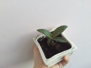 Cây tiểu mi/báo gấm